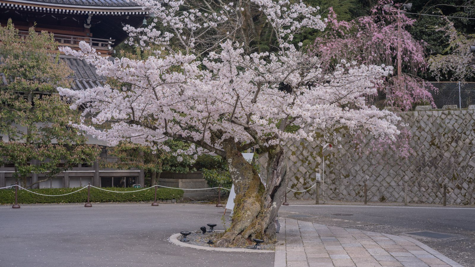 Japan Cherry Blossom 2027: Forecast Dates, Where to Go and Where to Stay
