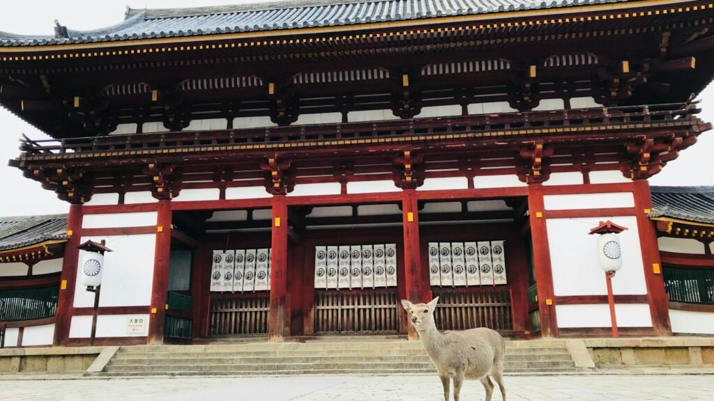 A deer standing in front of the white and red walls of Todai-ji temple in Nara, Japan